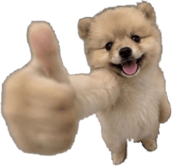 OK DOG giving a thumbs up